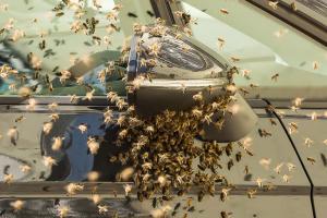 KS T1 Bienen 31052018-9