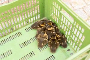 KS T1 Enten 31052018-3