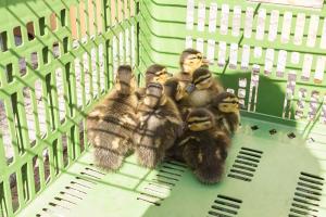 KS T1 Enten 31052018