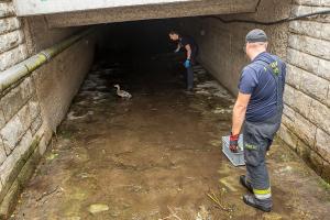 Entenkücken von der Feuerwehr gerettet