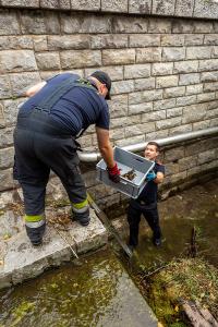 Entenkücken von der Feuerwehr gerettet
