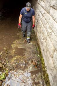 Entenkücken von der Feuerwehr gerettet