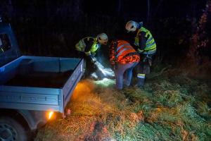 Wildschweine verirren sich auf die B37a - Verkehrsunfall