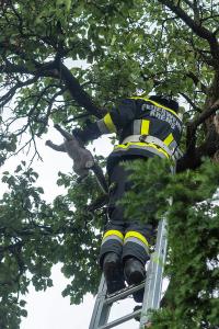 Feuerwehr holt eine patschnasse Katze von einem Baum