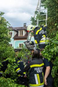 Feuerwehr holt eine patschnasse Katze von einem Baum