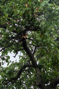 Feuerwehr holt eine patschnasse Katze von einem Baum