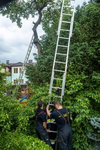 Feuerwehr holt eine patschnasse Katze von einem Baum