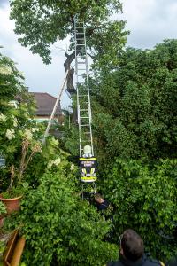 Feuerwehr holt eine patschnasse Katze von einem Baum