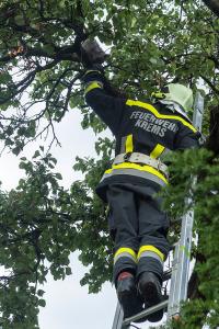 Feuerwehr holt eine patschnasse Katze von einem Baum