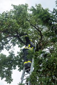 Feuerwehr holt eine patschnasse Katze von einem Baum