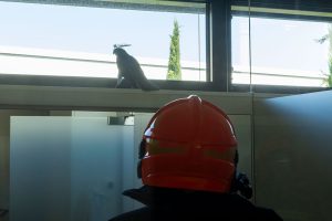 Vogel aus Badezimmer gerettet