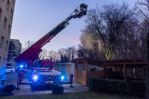 Katze auf Baum in Lerchenfeld